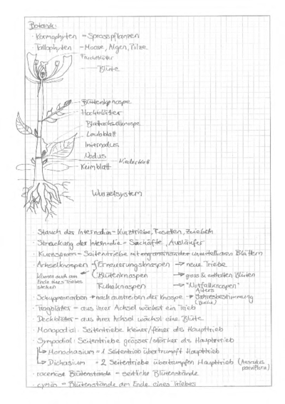 Zusammenfassung Botanik klein.pdf
